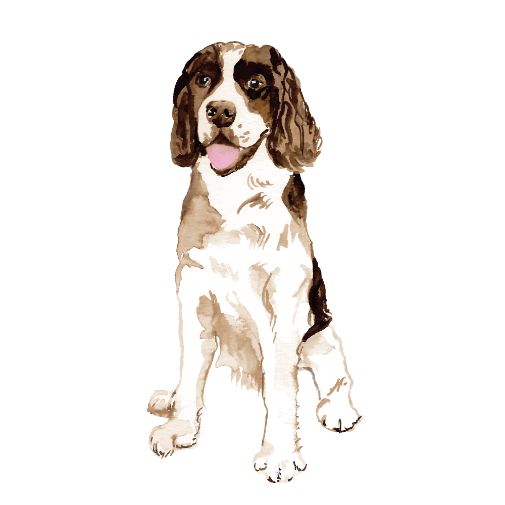 Watercolor Spaniel for Print