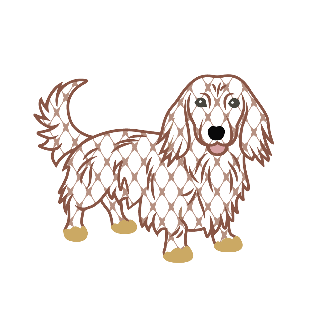 Chic Long Haired Dachshund for Print
