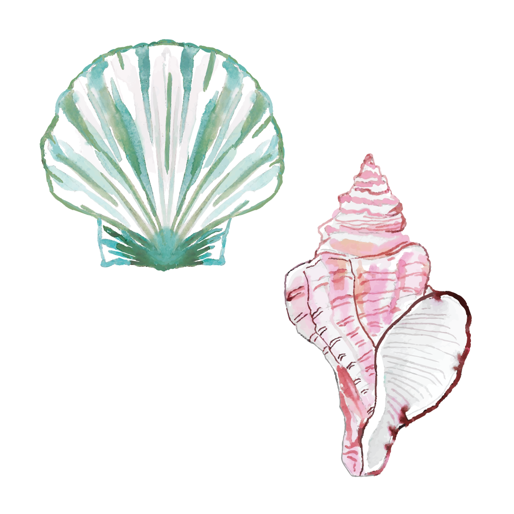 Watercolor Shells for Print